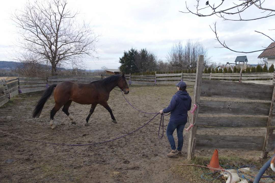 Privates Pferdeparadies für Liebhaber – genehmigt, etabliert, bezugsbereit