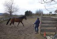 Privates Pferdeparadies für Liebhaber – genehmigt, etabliert, bezugsbereit