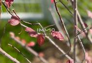 KREMSER WOHNDOMIZIL2Zi- 52qm- Gartenwohnung, Lift, Tiefgarage, in beliebter Grünruhelage