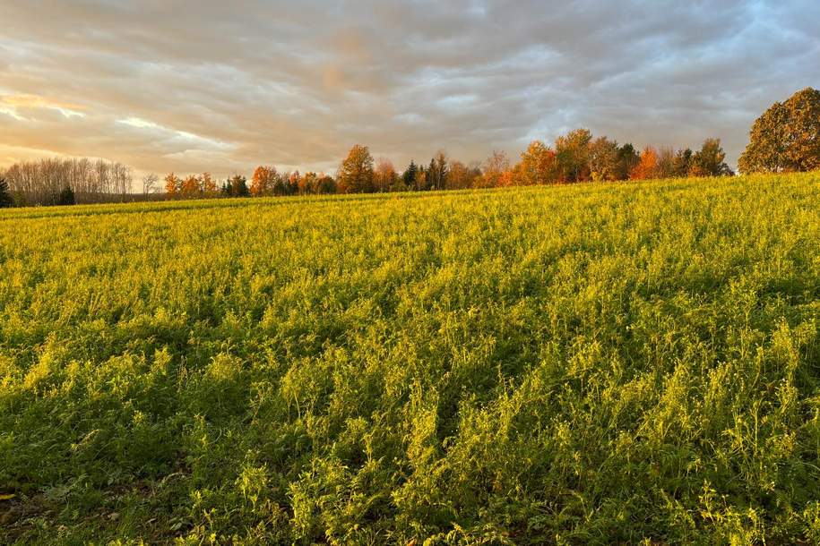 Charmantes Holzblockhaus (Wunsch-Haus) in wunderschöner Natur- und Aussichtslage in Bubing, Haus-kauf, 319.000,€, 4782 Schärding