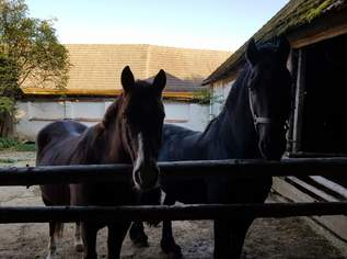 Quarter Horse zu verkaufen, Wallach, 2500 €, Marktplatz-Tiere & Tierbedarf in 3830 Gemeinde Waidhofen an der Thaya