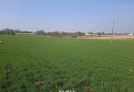 Sonniger &amp; ebener Baugrund in Altheim ohne Bauzwang