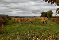 GUT BEWIRTSCHAFTETER WEINGARTEN IN HERRLICHER LAGE - WEINGARTEN, LANDWIRTSCHAFTLICHE FLÄCHEN - KEIN BAUGRUNDSTÜCK!