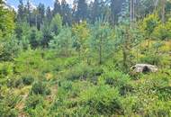Mischwald in 5121 St. Radegund