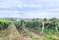 BAUGRUND in den Golser Weinbergen
