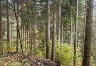 Zusammenhängende, ca. 2,35 ha große Waldfläche in Weitenbach bei Reichenfels im Lavanttal