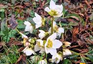 Platz für die ganze Familie: Reihenhaus mit großem Garten