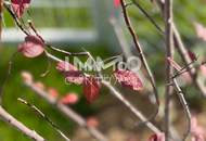 KREMSER WOHNDOMIZIL2Zi - 52qm Gartenwohnung mit 65qm Garten, Tiefgarage, in beliebter Grünruhelage