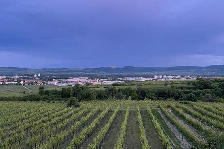 WEINGARTEN IN AUSSICHTSLAGE - WEINGARTEN, LANDWIRTSCHAFTLICHE FLÄCHEN - KEIN BAUGRUNDSTÜCK!, Grund und Boden-kauf, 35.000,€, 3500 Krems an der Donau(Stadt)