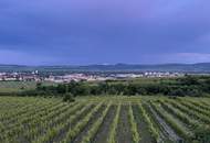 WEINGARTEN IN AUSSICHTSLAGE - WEINGARTEN, LANDWIRTSCHAFTLICHE FLÄCHEN - KEIN BAUGRUNDSTÜCK!