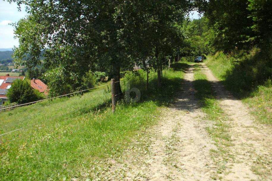 SONNIGE HANGLAGE AM WALDRAND, Grund und Boden-kauf, 39.000,€, 9344 Sankt Veit an der Glan