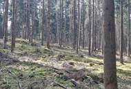 Wald