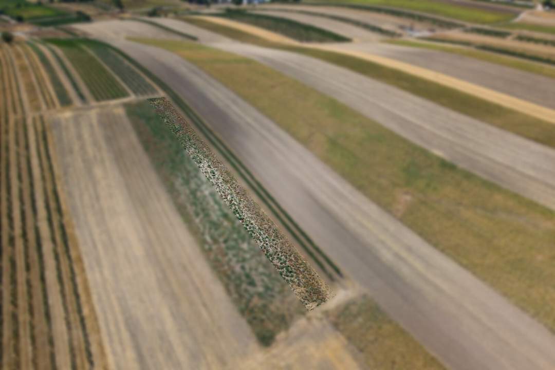 Landwirtschaftliches Grundstück in der KG Auersthal - 816m2