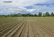 Großes 2.944m² Landwirtschafts-Grundstück in Sollenau zu mieten – Top Lage!
