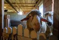 Mitten im Grünland! Einzigartige Panoramalage im Laabental - Hobby-Tierhaltung!