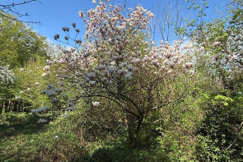 1170 / Idyllisches GRUNDSTÜCK (KLG) Eselstiege, Grund und Boden-kauf, 299.000,€, 1170 Wien 17., Hernals