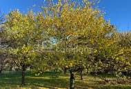 Baugrund Schlosspark