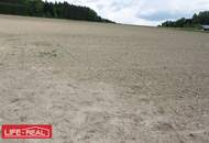 sonniges Grünland mit Wald