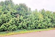 Doppelgrundstück möglich !!!