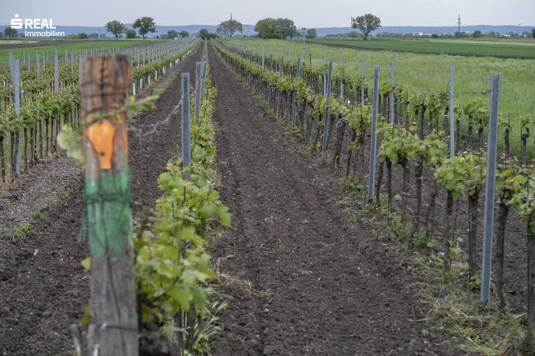 Weingarten im Herzen des Burgenlands