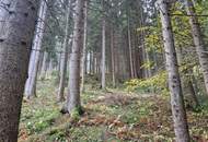 Zusammenhängende, ca. 2,35 ha große Waldfläche in Weitenbach bei Reichenfels im Lavanttal