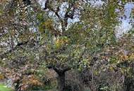 "Lage, Potenzial, neues Familienglück!" Eigengrund mit Altbestand!"