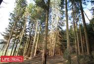 sonniges Grünland mit Wald