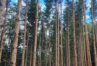 Wald zu verkaufen – 2 gepflegte Parzellen à ca. 4 ha (insgesamt ca. 8,3 ha) im südlichen Waldviertel