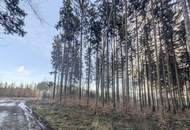 Eigener Wald als Realwert – gepflegter Forst mit sehr guter Zufahrt