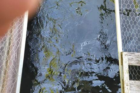 FREIZEITGRUNDSTÜCK mit BEWILLIGTER FISCHZUCHT inclusive 2 GARTENHÜTTEN (Wasserrechtsbescheid vorhanden), Grund und Boden-kauf, 280.000,€, 4600 Wels-Land