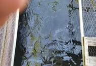 FREIZEITGRUNDSTÜCK mit BEWILLIGTER FISCHZUCHT inclusive 2 GARTENHÜTTEN