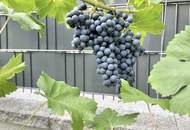 Ihr Familienparadies – Stilvolles Wohnen mit 7 Zimmern und Gartenidylle