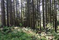 Wald in Steinhaus