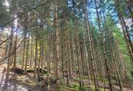 Wald zu verkaufen – 2 gepflegte Parzellen à ca. 4 ha (insgesamt ca. 8,3 ha) im südlichen Waldviertel