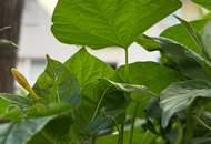 Ihr gemütliches Eigenheim in Margareten: Praktische 2-Zimmer-Wohnung mit Balkon und Top-Anbindung