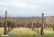 An der Wiener Stadtgrenze – zwei nebeneinanderliegende Grundstücke in Toplage bei Hagenbrunn!