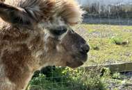 Rarität! Bauernhof in der steirischen Toskana mit ca. 2,7 ha eingezäunter Weide!