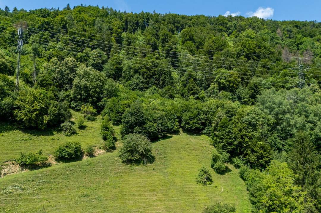 Großzügige Waldfläche nahe Thalersee