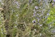 "Meine Kleingartenoase in Korneuburg"