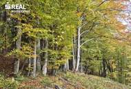 Mischwald zu verkaufen