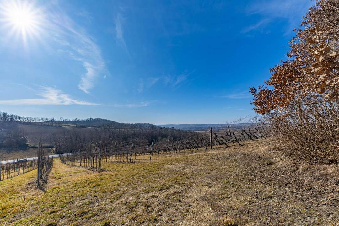 8798 m² WEINGARTEN IN DEN HÜGELN VON FAHNDORF - PANORAMALAGE!