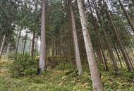 Zusammenhängende, ca. 2,35 ha große Waldfläche in Weitenbach bei Reichenfels im Lavanttal