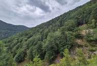 Mischwaldbestand am Kasberg mit strukturreichem Baumbestand
