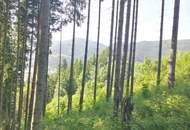 Wald in Steinhaus