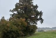 Troadkasten von 1766 sucht neue Liebhaber