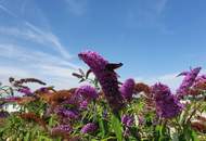 Wenn`s schnell gehen soll !!!! Planen-Bauen-Einziehen - Baugrundstück mit Bodenplatte und Einfriedung