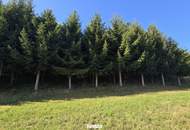 Großzügiges Baugrundstück in ruhiger Waldrandlage