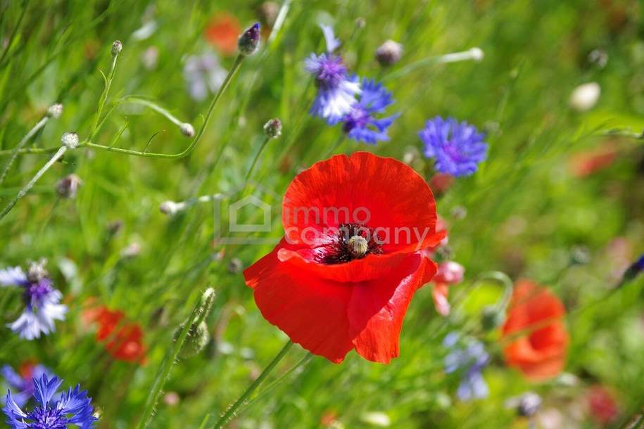 Baugrund in ruhiger Siedlungslage - Bauen Sie IHR Traumhaus!, Grund und Boden-kauf, 146.000,€, 2273 Gänserndorf