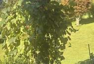 Hochwertige Gartenwohnung