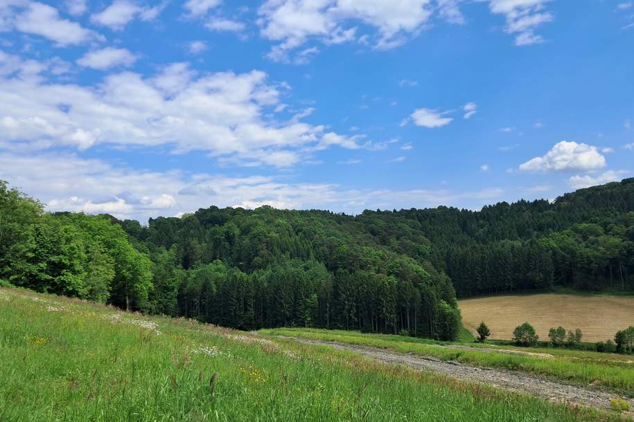Die eigene Ranch auf 9,2ha Grund und Wald verwirklichen (Provisionsfrei), Grund und Boden-kauf, 380.000,€, 8082 Südoststeiermark